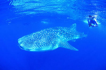 Ningaloo Reef Resort - eAccommodation 1