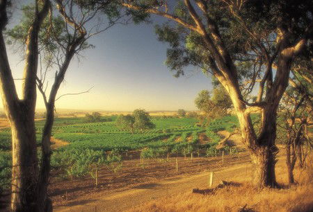BIG 4 Barossa Tourist Park - eAccommodation 5