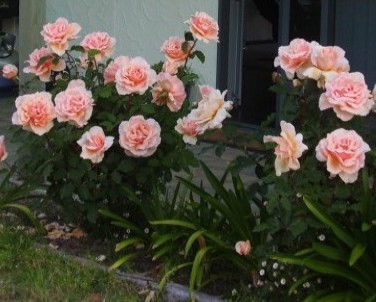 Lot 7 Cottage - eAccommodation 5