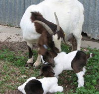 Redwing Shearer's Quarters - eAccommodation