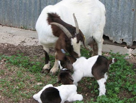 Redwing Shearer's Quarters - eAccommodation 0