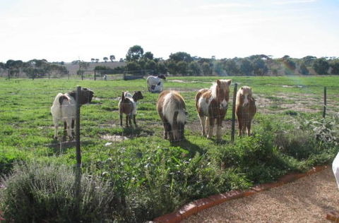 Redwing Shearer's Quarters - eAccommodation 1