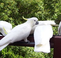 Lorikeet Lane BB - eAccommodation