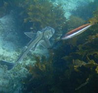 Honeymoon Bay - eAccommodation