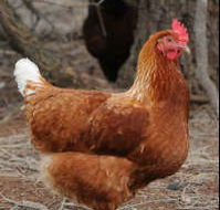 Avonmore Estate Biodynamic Winery - eAccommodation