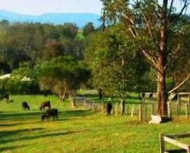 Giba Gunyah Country Cottages - eAccommodation 1