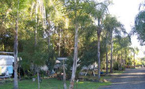 Lismore Palms Caravan Park - eAccommodation 1