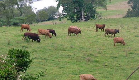 Bemurrah Homestead At Pee Dee - eAccommodation 5