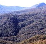 Callicoma Hill Eco-Cabins - eAccommodation
