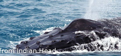 Fraser Island Fishing Units - eAccommodation 5