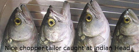 Fraser Island Fishing Units - eAccommodation 6