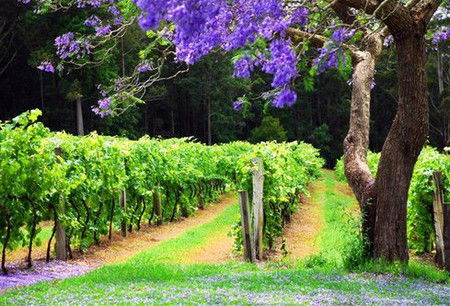 Yarras NSW eAccommodation