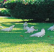 Aurora Kakadu - eAccommodation