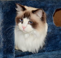 Crufts K9 Lodge amp Cat Hotel - eAccommodation