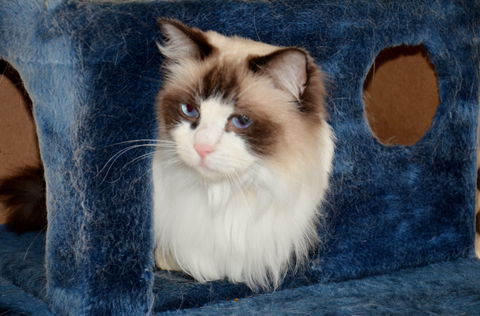 Crufts K9 Lodge & Cat Hotel - eAccommodation 0