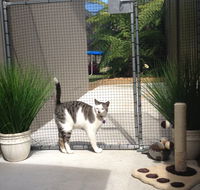 Caringbah Cat Hotel - eAccommodation