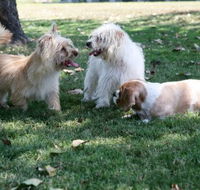 Durack Pet Motel - eAccommodation