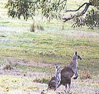 Kangaroo Ridge Retreat - eAccommodation