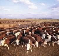 Bond Springs Outback Retreat - eAccommodation