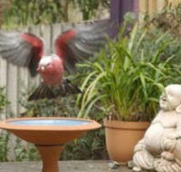 Wattle Court  Retreat - eAccommodation