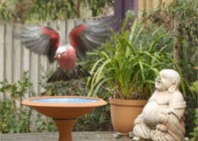 Wattle Court  Retreat - eAccommodation 0