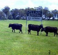 Cluan Homestead - eAccommodation