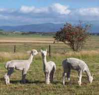 Promhills Cabins - eAccommodation