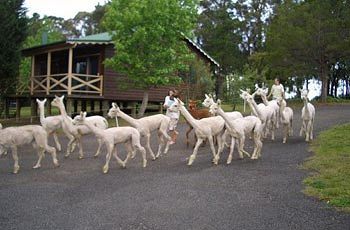 Madison's Mountain Retreat - eAccommodation 6