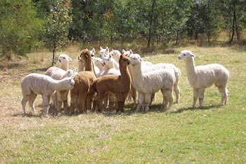 Madison's Mountain Retreat - eAccommodation 7