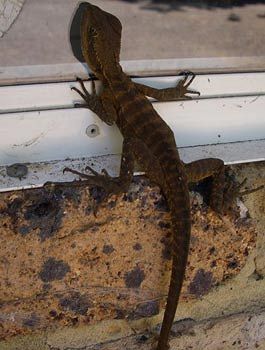 Madison's Mountain Retreat - eAccommodation 9