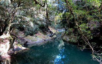 Barrington Wilderness Cedar Lodge Accommodation - eAccommodation 11