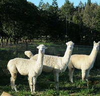 Blackwattle Farm BampB and Farm Stay - eAccommodation