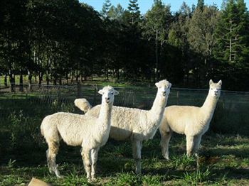 Blackwattle Farm B&B And Farm Stay - eAccommodation 0