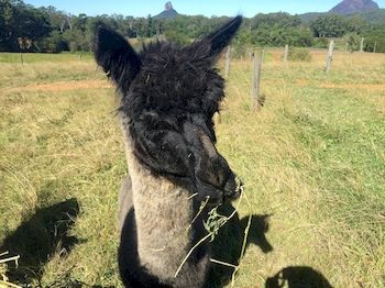 Blackwattle Farm B&B And Farm Stay - eAccommodation 4