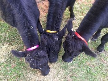 Blackwattle Farm B&B And Farm Stay - eAccommodation 6