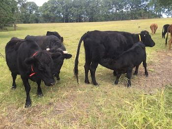 Blackwattle Farm B&B And Farm Stay - eAccommodation 8