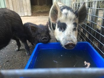 Blackwattle Farm B&B And Farm Stay - eAccommodation 14