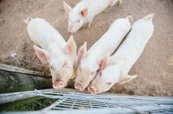 Blackwattle Farm B&B And Farm Stay - eAccommodation 39