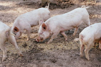 Blackwattle Farm B&B And Farm Stay - eAccommodation 40