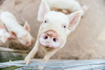 Blackwattle Farm B&B And Farm Stay - eAccommodation 41