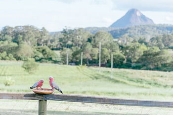 Blackwattle Farm B&B And Farm Stay - eAccommodation 42