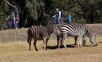 Zoofari Lodge, Taronga Western Plains Zoo - eAccommodation 8