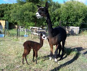 Cleburne - eAccommodation 5