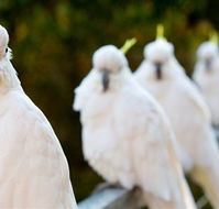 Aireys Inlet Getaway Resort - eAccommodation