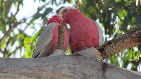 River Gardens Bed And Breakfast Farmstay - eAccommodation 6