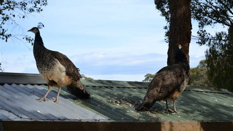 Cloud End Farmstay - eAccommodation 5