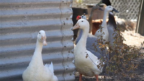 Cloud End Farmstay - eAccommodation 8
