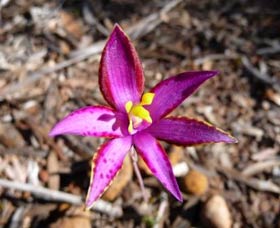 Mt Trio Bush Camp And Caravan Park - eAccommodation 2