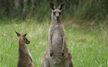 Michael's Clarence Valley Retreat - eAccommodation 7