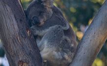 Port Stephens Treescape - eAccommodation 5